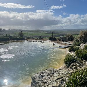 Common Eiders, (Somateria mollissima)