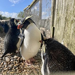 Northern Rockhopper Penguins, (Eudyptes moseleyi)