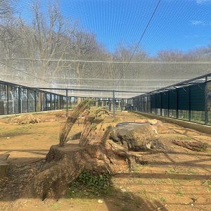 New Brown Bear Structure