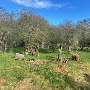 Eurasian Brown Bears, (Ursus arctos arctos)