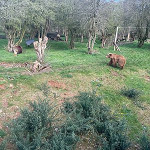 Eurasian Brown Bears, Cinderella, Mana, Minion and Naya