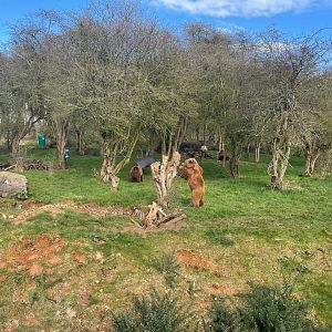 Eurasian Brown Bear scratching Tree.