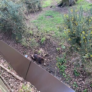 Wolverine, (Gulo gulo), digging up bone