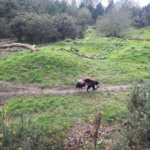 Wolverine, (Gulo gulo), Running with bone