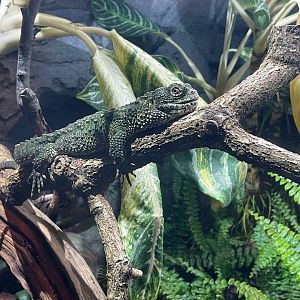 Chinese Crocodile Lizard, (Shinisaurus crocodilurus)