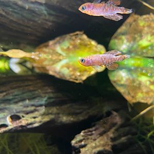 Ill Nothobranchius sainthousei?