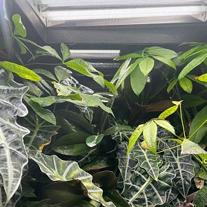 Electric Blue Day Gecko, (Lygodactylus williamsi)