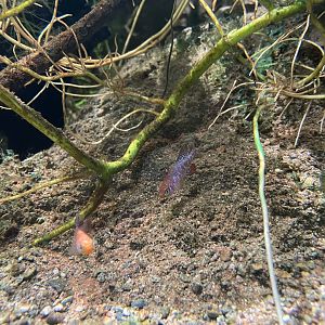 Nothobranchius sainthousei