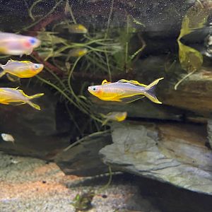 Forktail Blue-eye, (Pseudomugil furcatus)