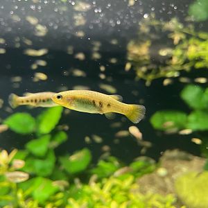 Rainbow Goodeid, (Characodon lateralis)