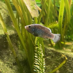 La Palma Pupfish, Cyprinodon longidorsalis