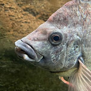 Mangarahara Cichlid, Ptychochromis insolitus
