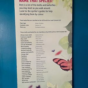 Butterfly House Species List