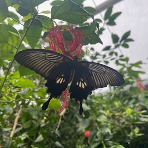 Papilio anchisiades