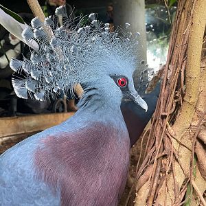 Victoria Crowned Pigeon, (Goura victoria)