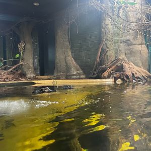 African Dwarf Crocodiles, (Osteolaemus tetraspis)