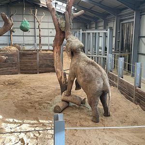 Donna the Asian Elephant, (Elephas maximus)