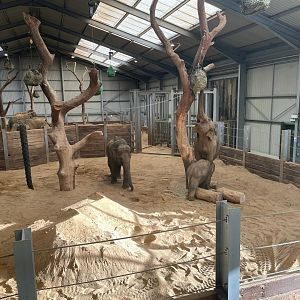 Asian Elephants, (Elephas maximus), feeding