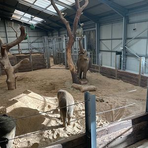 Asian Elephants Donna and Nang Phaya