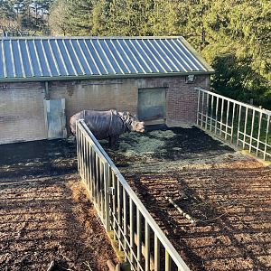 Greater One-horned Rhinoceros, (Rhinoceros unicornis)