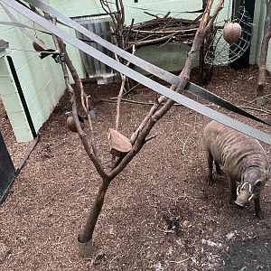 North Sulawesi Babirusa, (Babyrousa celebensis)