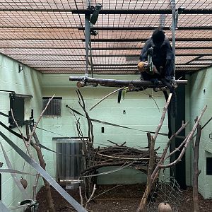 François' Langurs feeding
