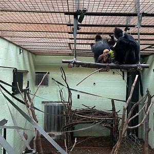 François’ Langur, (Trachypithecus francoisi)
