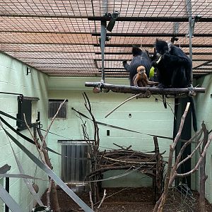 Young Langur “Jinfo”