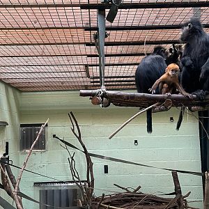 François’ Langur, (Trachypithecus francoisi), interacts with visitors