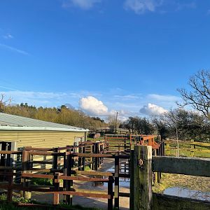 Common Hippopotamus, (Hippopotamus amphibius)