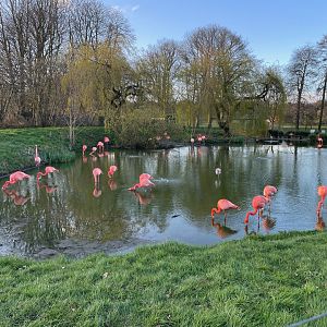 American Flamingos, (Phoenicopterus ruber)