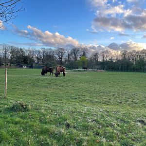 European Bison, (Bison bonasus)
