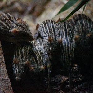 Barbary striped grass mice