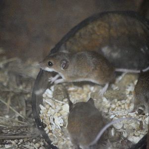 African pygmy mice