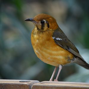 Orange-headed ground-thrush