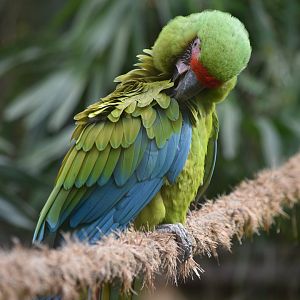 Great green macaw