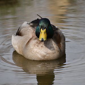 Mallard (wild)