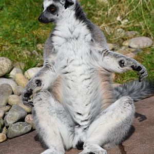 Ring-tailed lemur