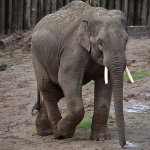 Asian elephant "Anjan"