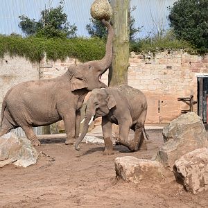 Asian elephants "Maya" and "Anjan"