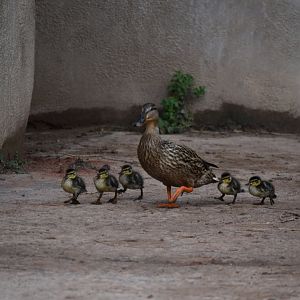 Mallard and ducklings (wild)