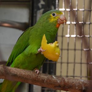 Cobalt-winged parakeet (Brotogeris cyanoptera cyanoptera)