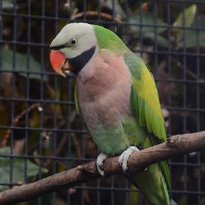 Javan moustached parakeet (Psittacula alexandri alexandri)