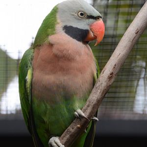 Javan moustached parakeet (Psittacula alexandri alexandri)