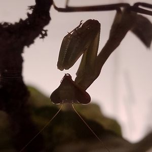 Praying Mantis at Longleat
