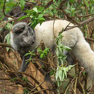 Arctic fox, Beale Park, UK