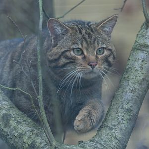 Scottish wildcat, Beale Park, UK