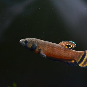Brunei beauty betta (Betta macrostoma)