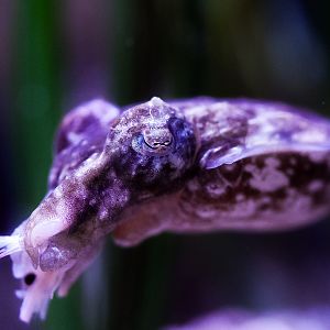 Dwarf Cuttlefish (snacking on shrimp)