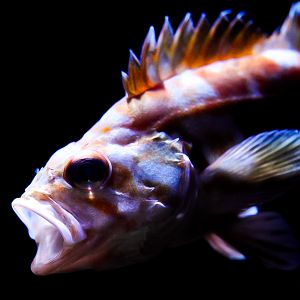 Red Banded Rockfish (Juvenile)